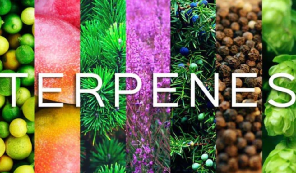 Unveiling the Wonders of Terpenes: Nature's Aromatic Healers